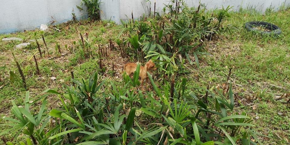 (Facebook圖片:毛孩守護者) (Facebook圖片:毛孩守護者)