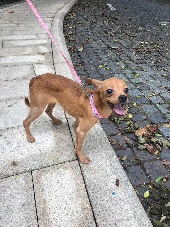 (Facebook圖片:毛孩守護者) (Facebook圖片:毛孩守護者)