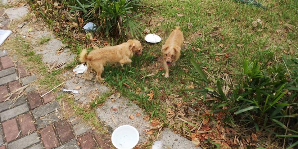 (Facebook圖片:毛孩守護者) (Facebook圖片:毛孩守護者)