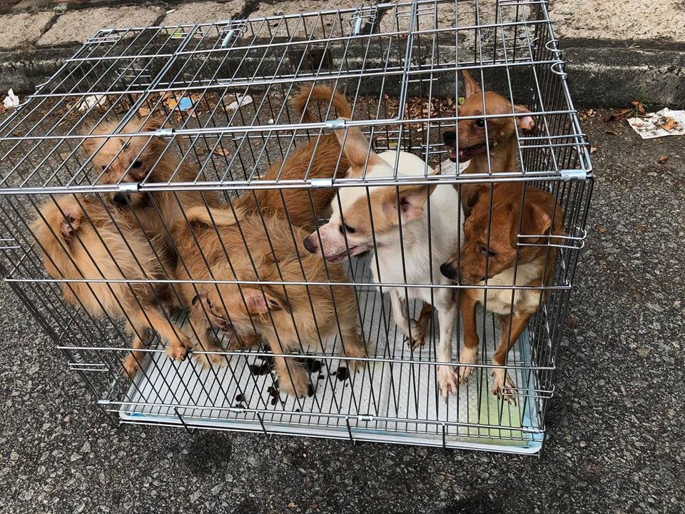 (Facebook圖片:毛孩守護者) (Facebook圖片:毛孩守護者)