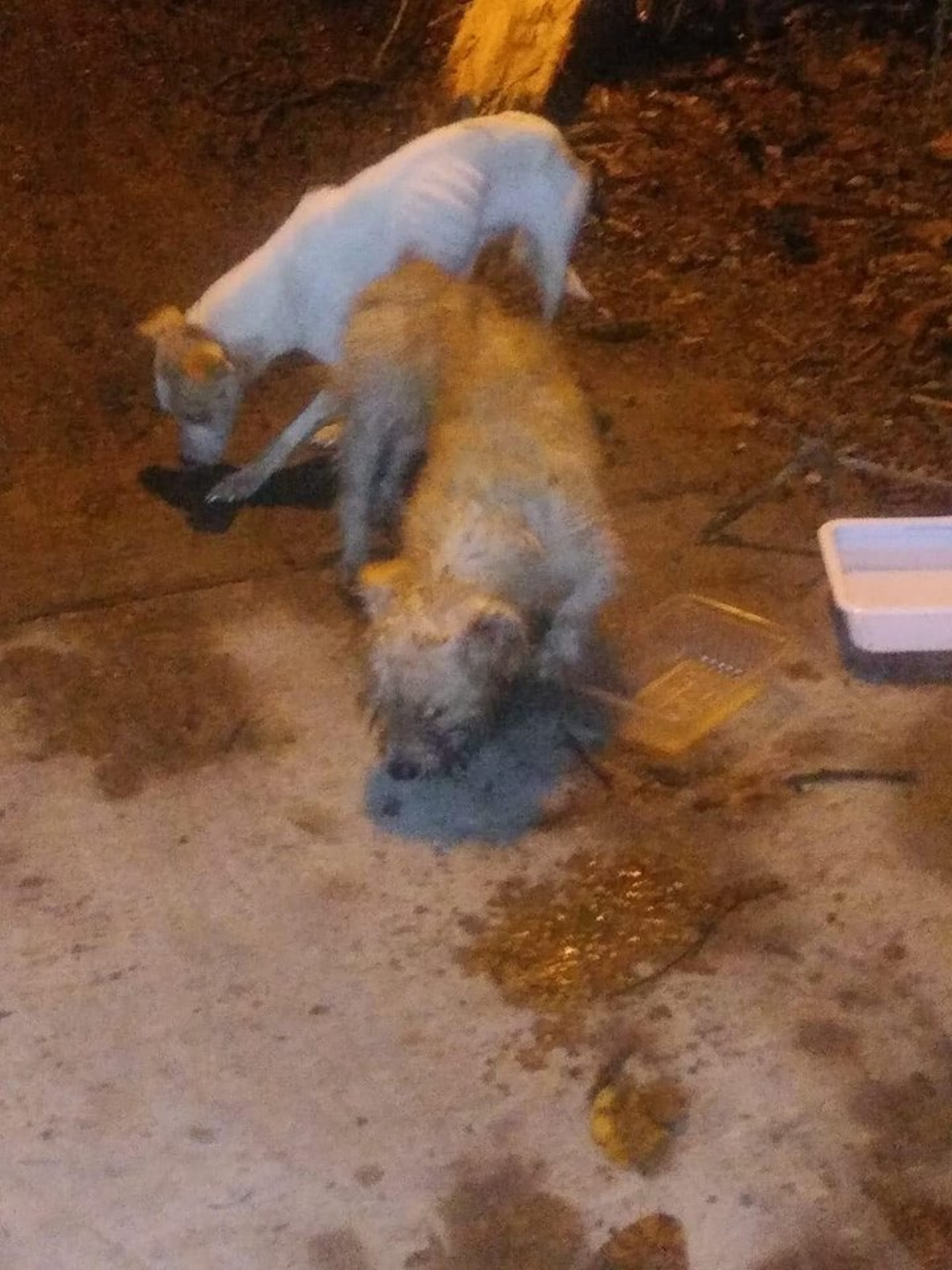 (Facebook圖片:毛孩守護者) (Facebook圖片:毛孩守護者)