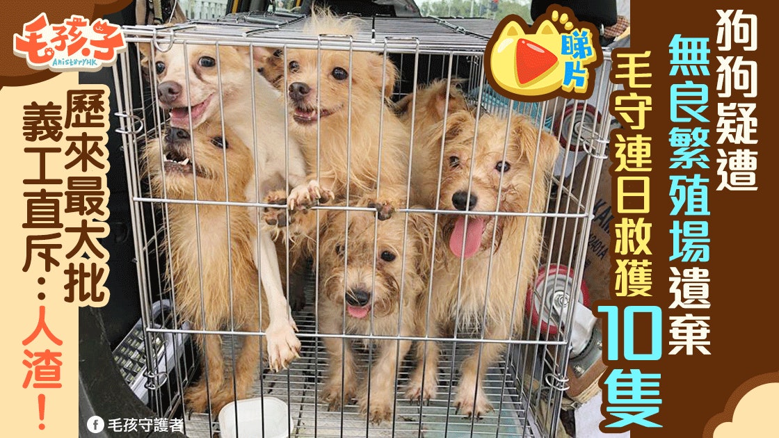 毛守救獲10隻小型玩賞犬疑遭黑心繁殖場遺棄為歷來最大規模 毛守救獲10隻小型玩賞犬疑遭黑心繁殖場遺棄為歷來最大規模