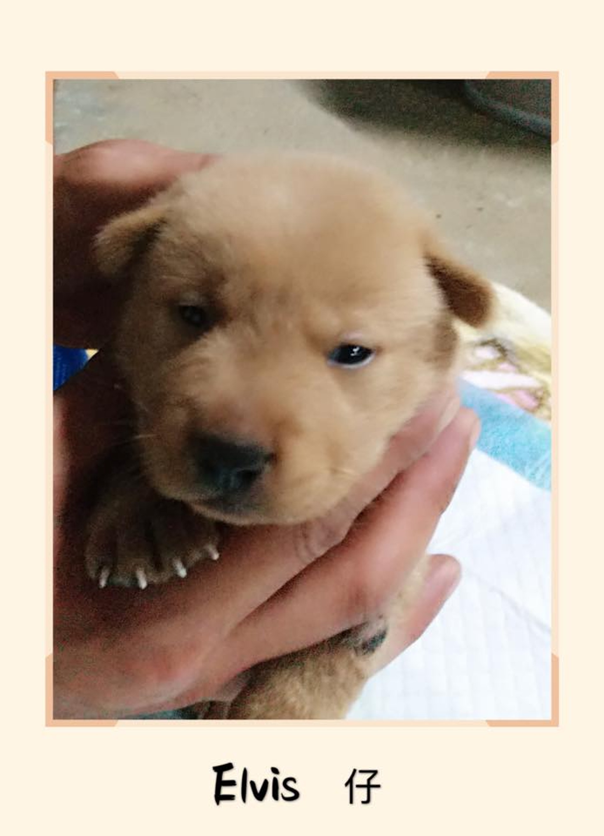 (RCAP 拯救遺棄寵物中心) (RCAP 拯救遺棄寵物中心)