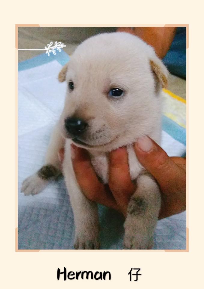 (RCAP 拯救遺棄寵物中心) (RCAP 拯救遺棄寵物中心)