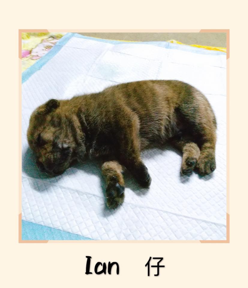 (RCAP 拯救遺棄寵物中心) (RCAP 拯救遺棄寵物中心)