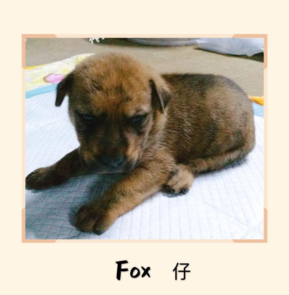 (RCAP 拯救遺棄寵物中心) (RCAP 拯救遺棄寵物中心)