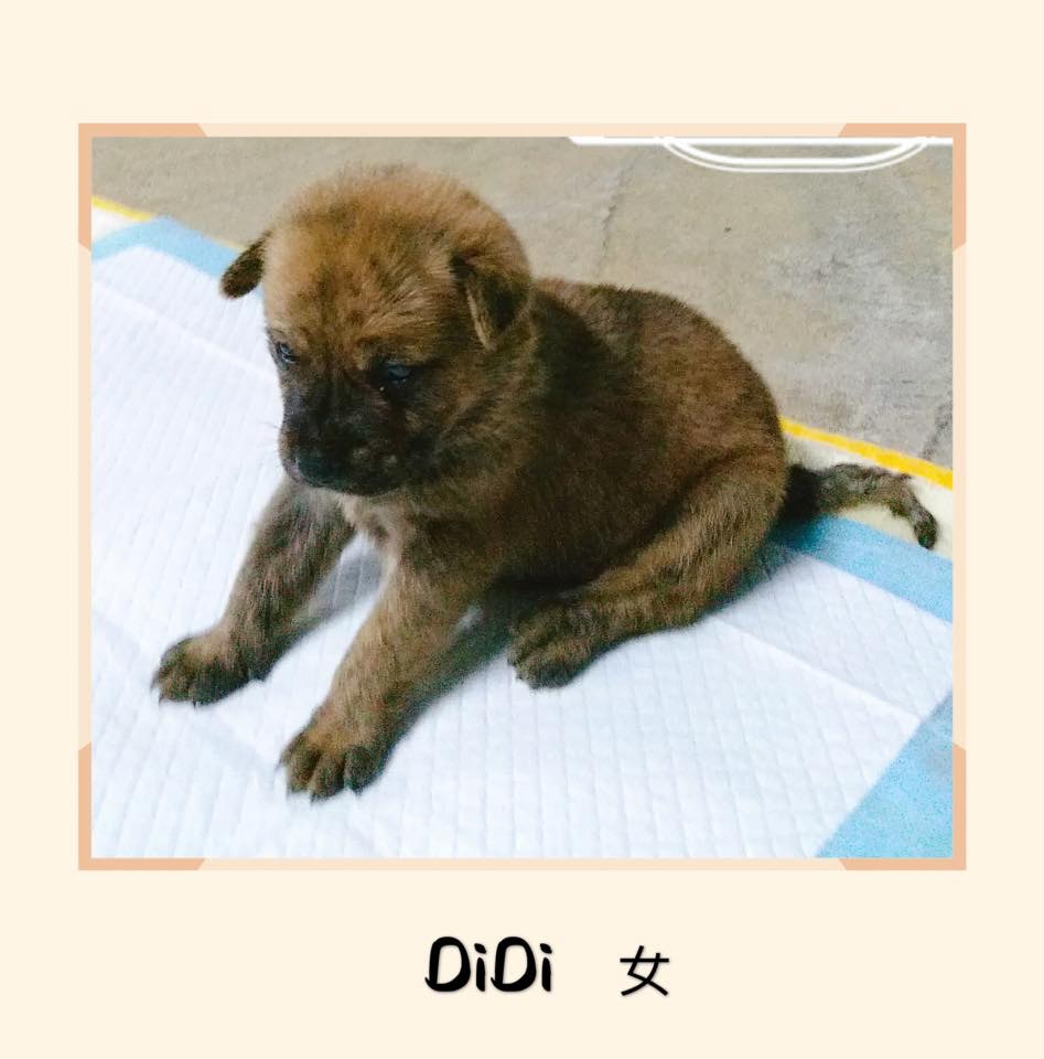 (RCAP 拯救遺棄寵物中心) (RCAP 拯救遺棄寵物中心)