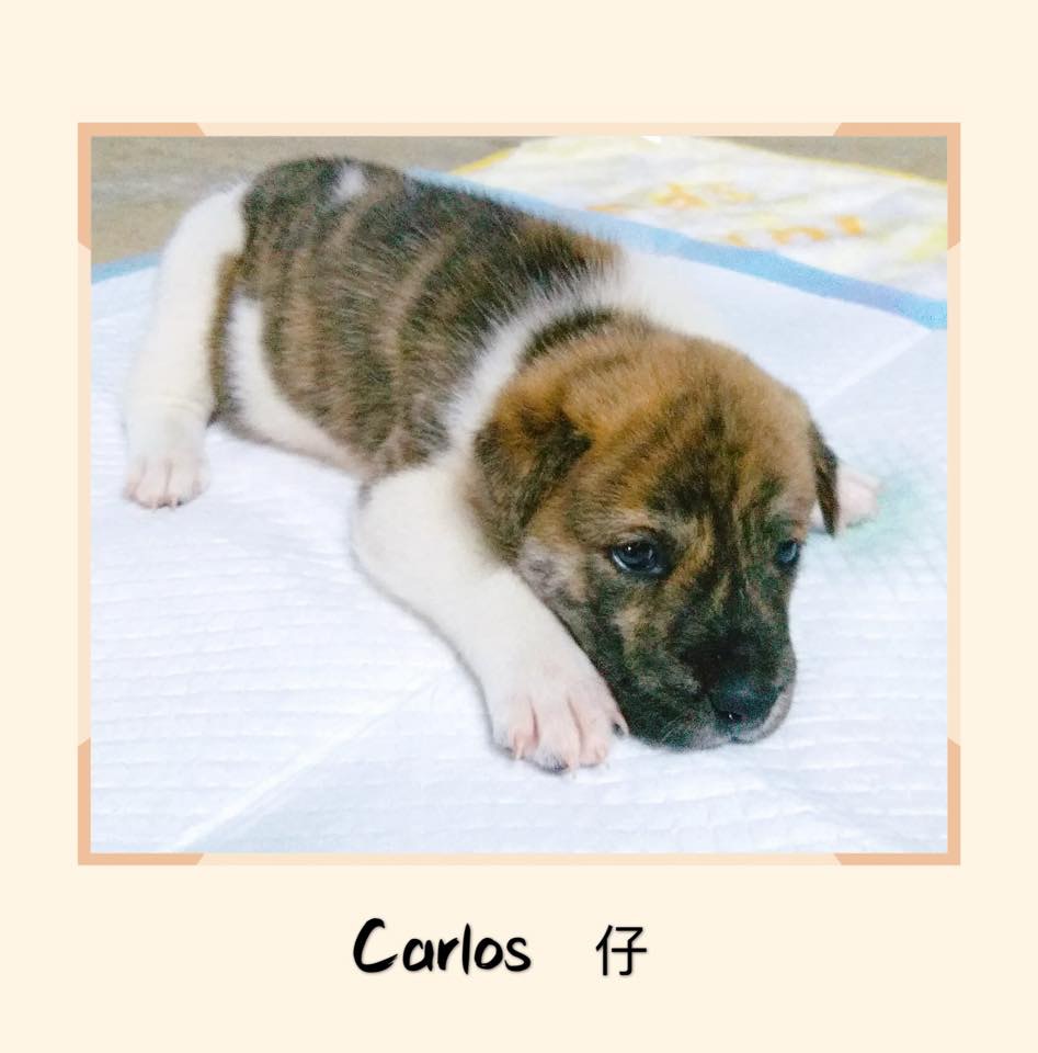 (RCAP 拯救遺棄寵物中心) (RCAP 拯救遺棄寵物中心)