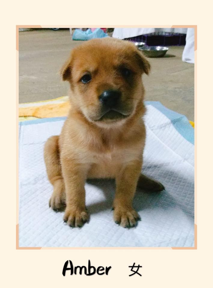 (RCAP 拯救遺棄寵物中心) (RCAP 拯救遺棄寵物中心)