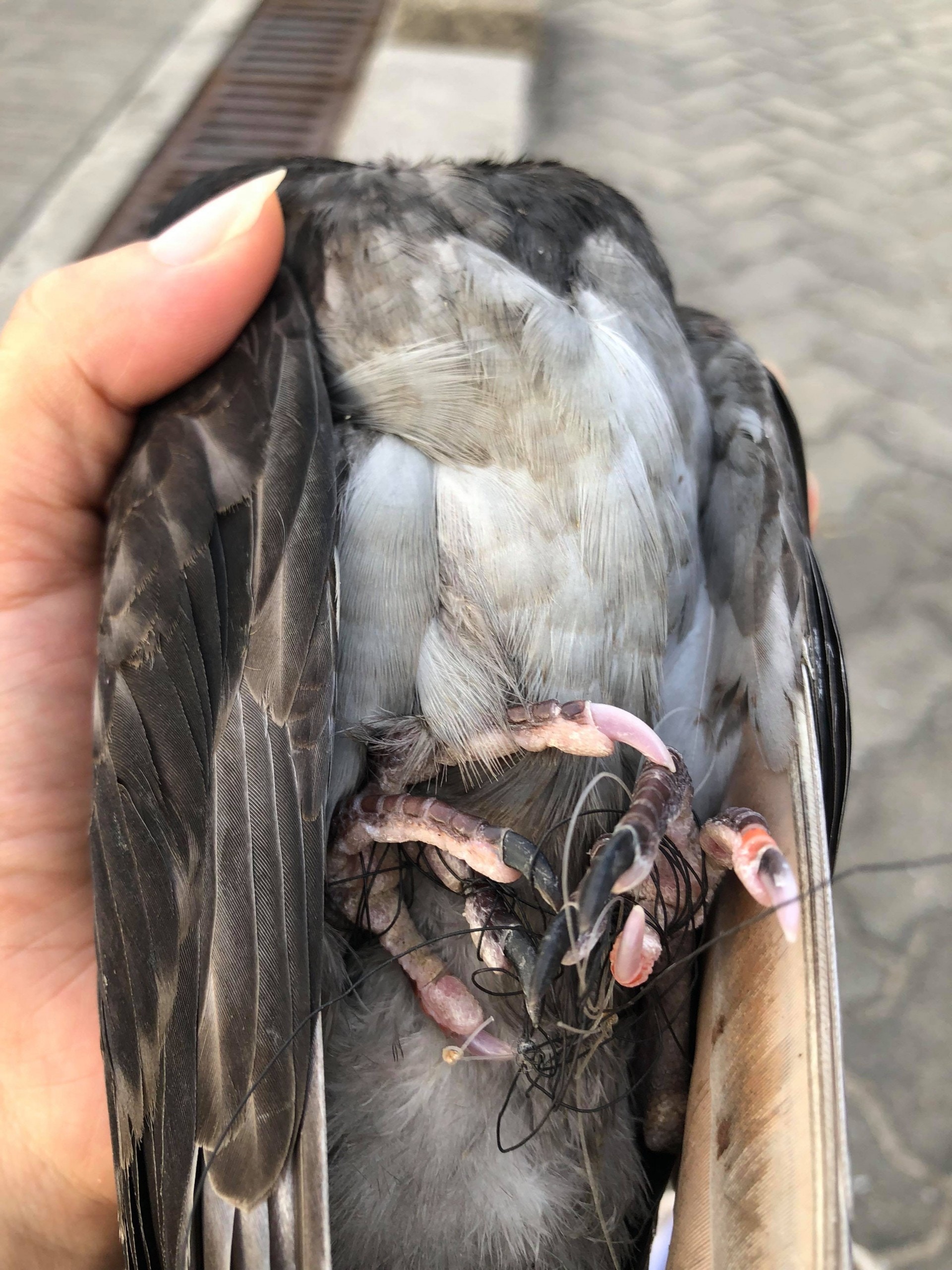 從相片中可清楚看到，野鴿的腳被魚絲纏住，影響走動。（梅小姐提供）