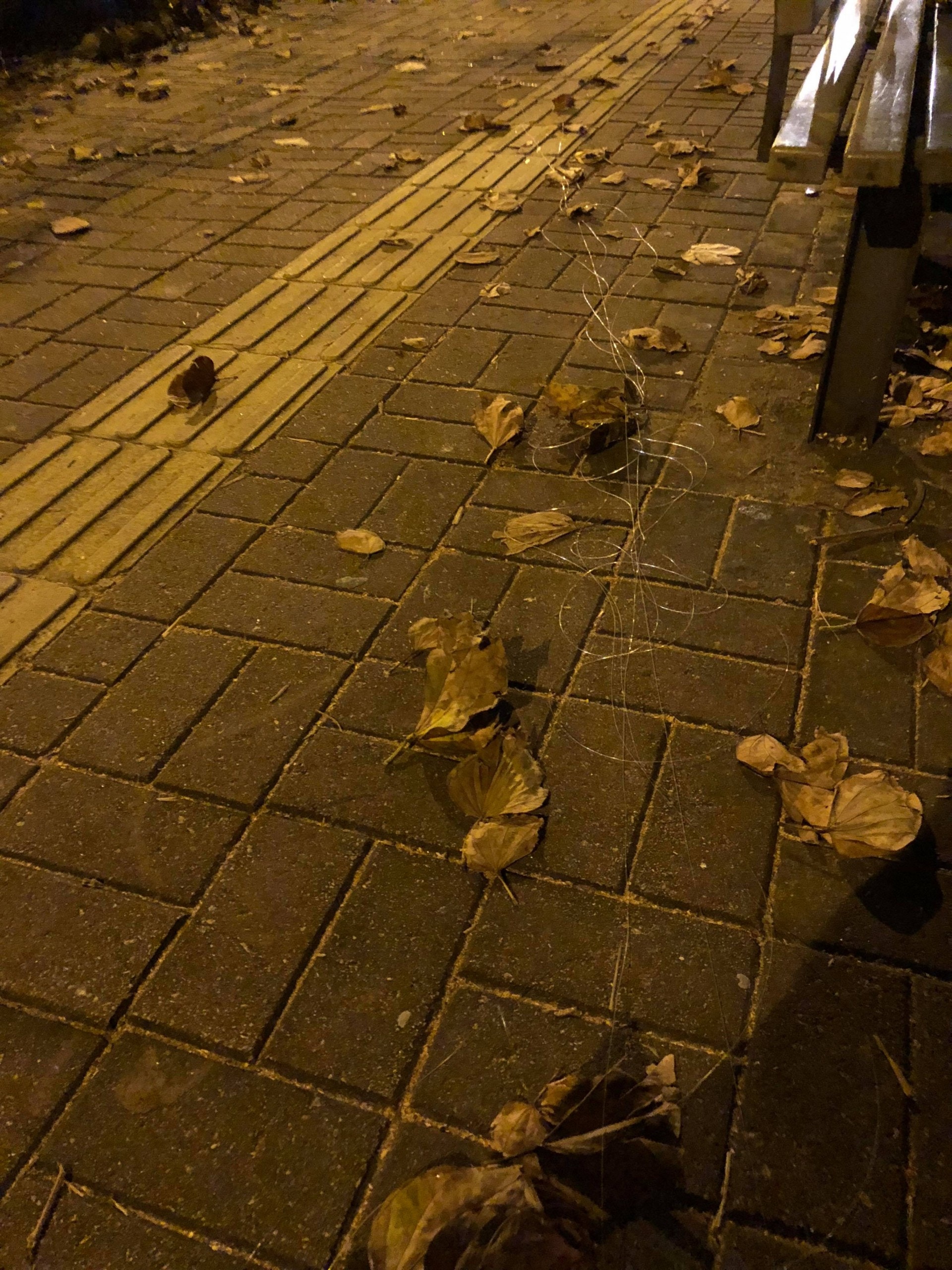 梅小姐不定時去海旁散步，總看到近岸邊一地魚絲。（梅小姐提供）