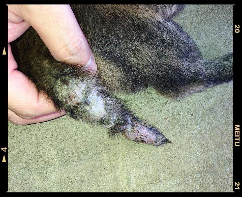 醫護為幼犬們檢查身體時,發現全部狗狗身體皆有損傷,當中有7隻更患有皮膚病,有些狗狗的尾巴更出現潰爛情況。(RCAP 拯救遺棄寵物中心) 醫護為幼犬們檢查身體時,發現全部狗狗身體皆有損傷,當中有7隻更患有皮膚病,有些狗狗的尾巴更出現潰爛情況。(RCAP 拯救遺棄寵物中心)