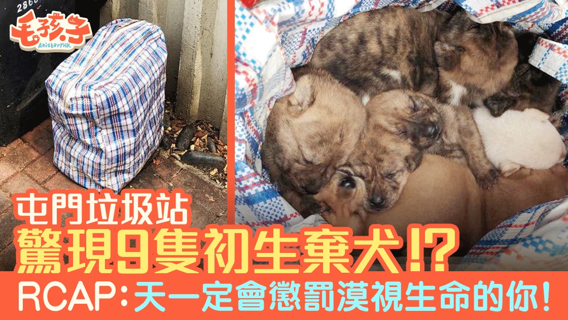 屯門垃圾站驚現9隻遺棄幼犬 動保組識怒轟:有無搞錯成袋棄都得 屯門垃圾站驚現9隻遺棄幼犬 動保組識怒轟:有無搞錯成袋棄都得
