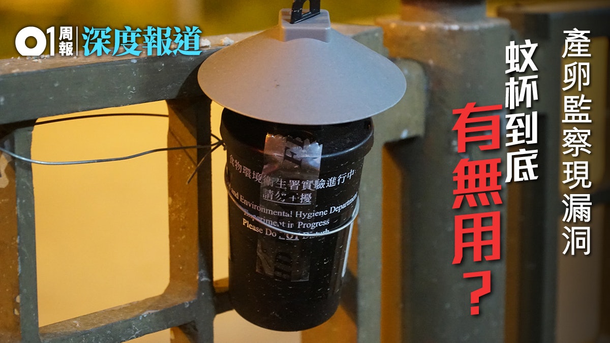 【登革熱.二】白紋伊蚊監察現漏洞 「指數弱、蚊患強」現象常見 【登革熱.二】白紋伊蚊監察現漏洞 「指數弱、蚊患強」現象常見