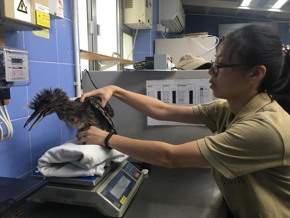 山竹餘波 搶救生命 嘉道理農場搶救小葵花鳳頭鸚鵡 多圖 香港01 社會新聞