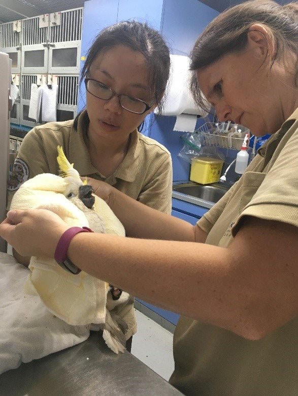 山竹餘波 搶救生命 嘉道理農場搶救小葵花鳳頭鸚鵡 多圖 香港01 社會新聞