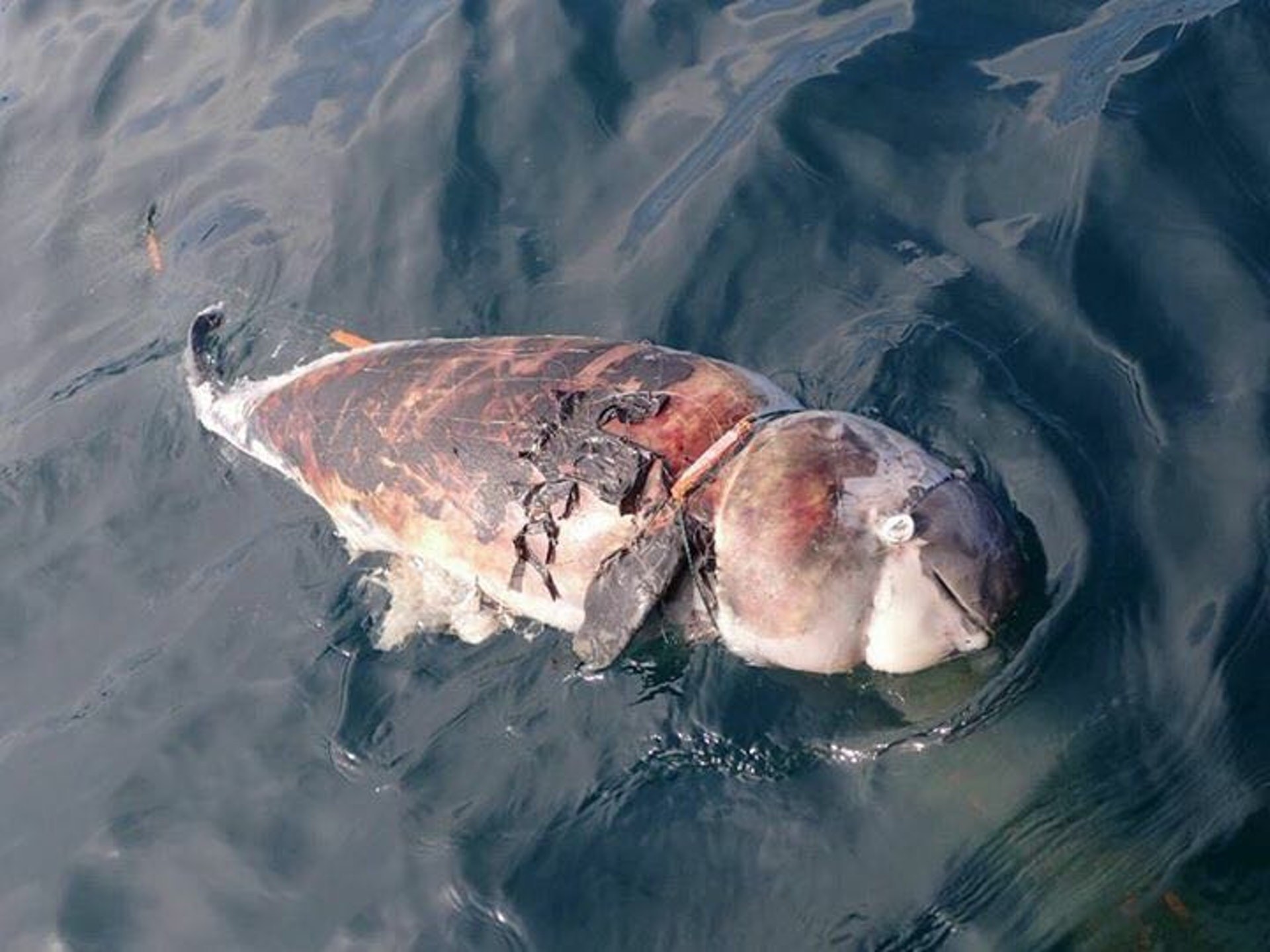 生態災難 塑膠垃圾足以致命動物最怕4大剋星 香港01 社會新聞 生態災難 塑膠垃圾足以致命動物最怕4大剋星 香港01 社會新聞