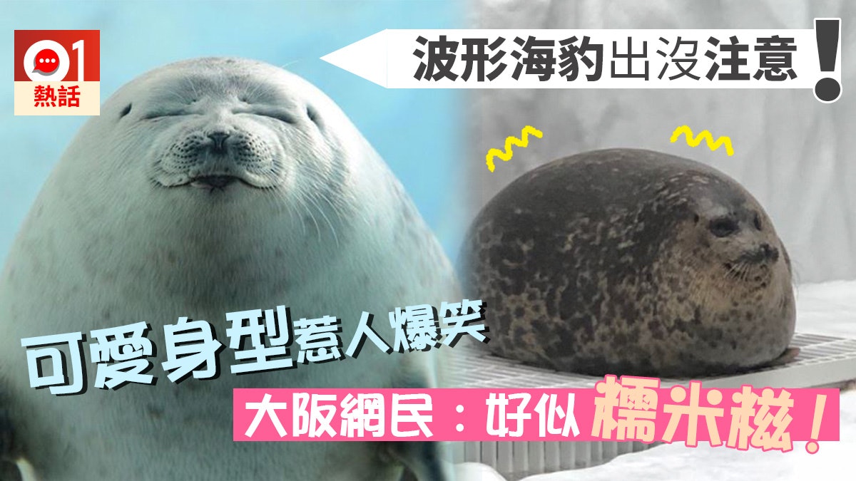 【勁可愛】大阪「海遊館」波形海豹萌爆坐鎮 懶洋洋睡姿冧爆網民 【勁可愛】大阪「海遊館」波形海豹萌爆坐鎮 懶洋洋睡姿冧爆網民