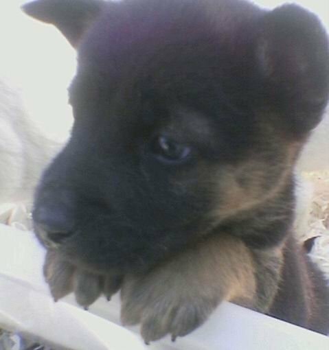 這就是「衍衍」。(受訪者提供) 這就是「衍衍」。(受訪者提供)