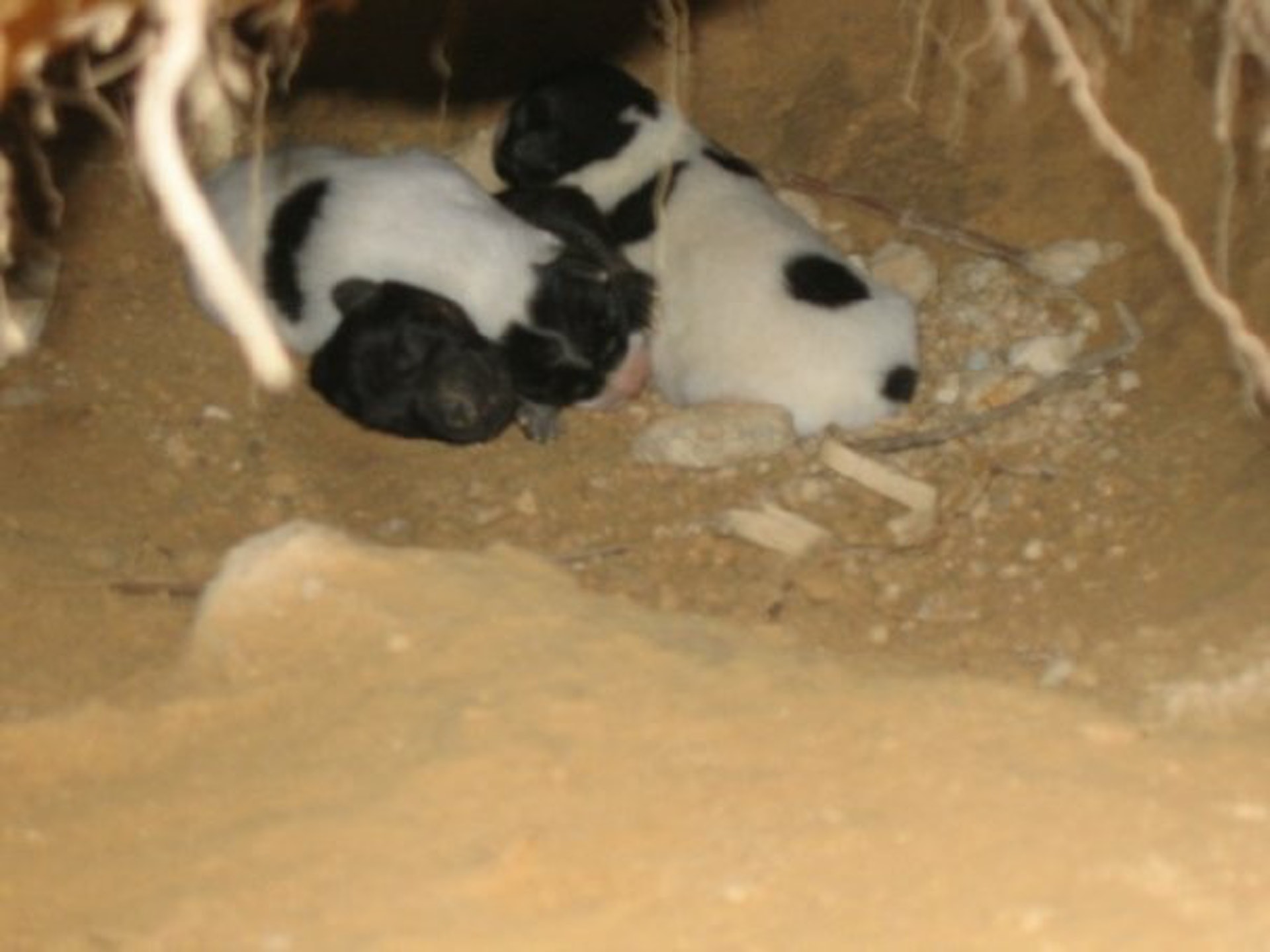 Yuki在13年前的生辰,在一個工程地盤發現了3頭奄奄一息的幼犬。(受訪者提供) Yuki在13年前的生辰,在一個工程地盤發現了3頭奄奄一息的幼犬。(受訪者提供)