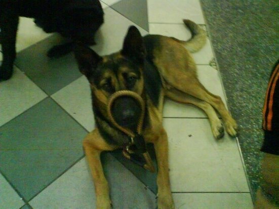 「衍衍」衝出領養者的家追向Yuki,成功感動了她。(受訪者提供) 「衍衍」衝出領養者的家追向Yuki,成功感動了她。(受訪者提供)