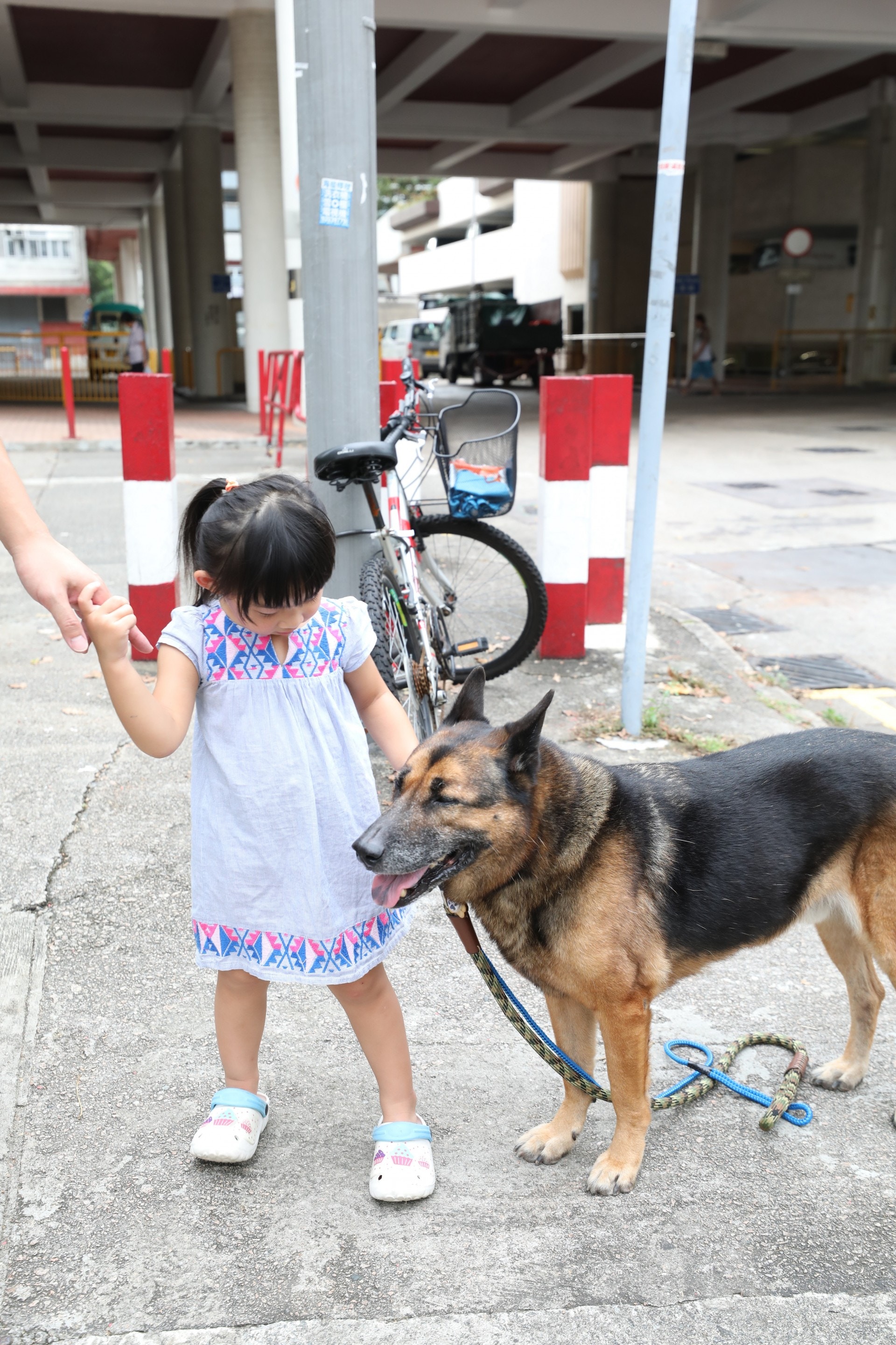 心知「衍衍」性格乖巧的Yuki,每次聽到這些說話都會感到委屈。(吳嘉俊攝) 心知「衍衍」性格乖巧的Yuki,每次聽到這些說話都會感到委屈。(吳嘉俊攝)