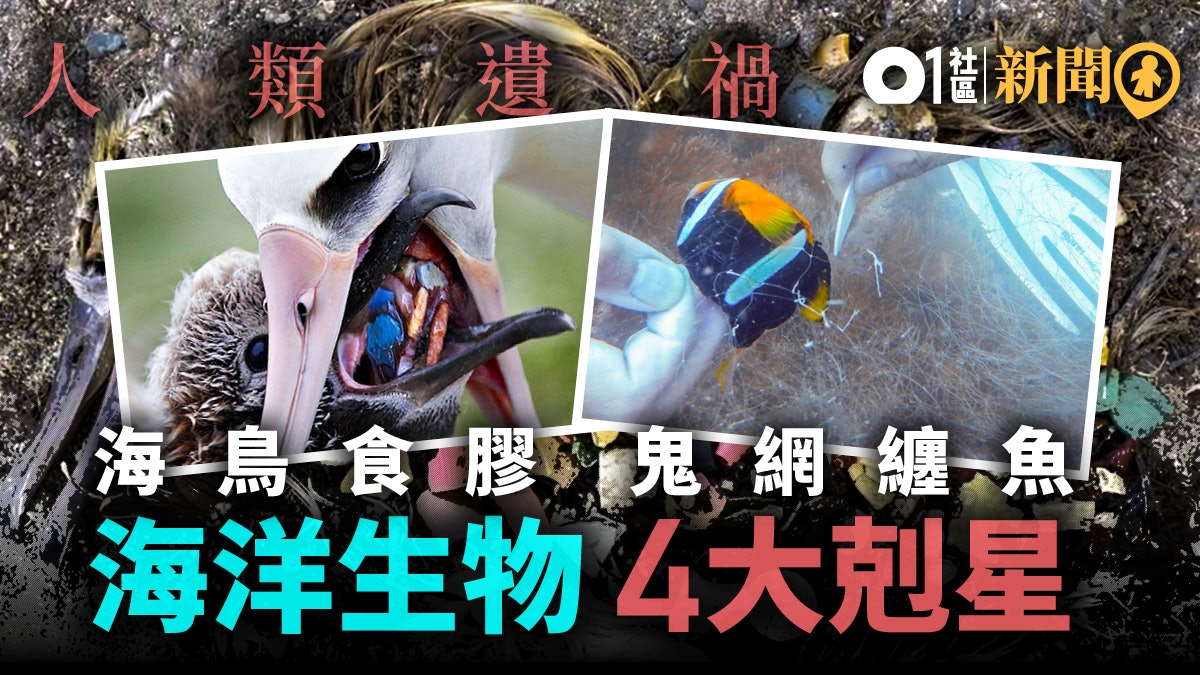 【生態災難】塑膠垃圾足以致命 動物最怕4大剋星 【生態災難】塑膠垃圾足以致命 動物最怕4大剋星