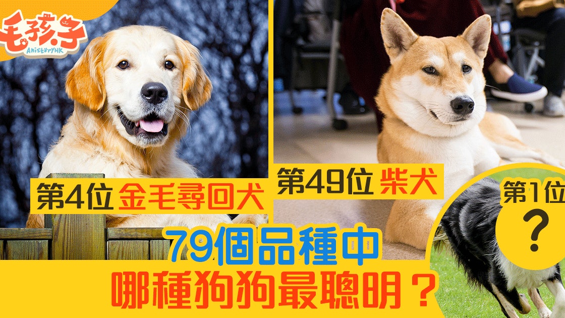 最醒目狗狗排行榜 你家狗狗榜上有名? 最醒目狗狗排行榜 你家狗狗榜上有名?
