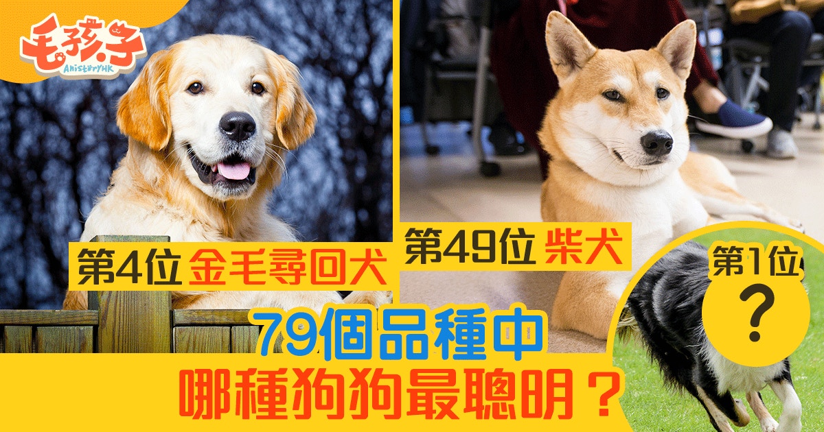 狗智商 柴犬排49名最醒目狗狗排行榜你家狗狗榜上有名