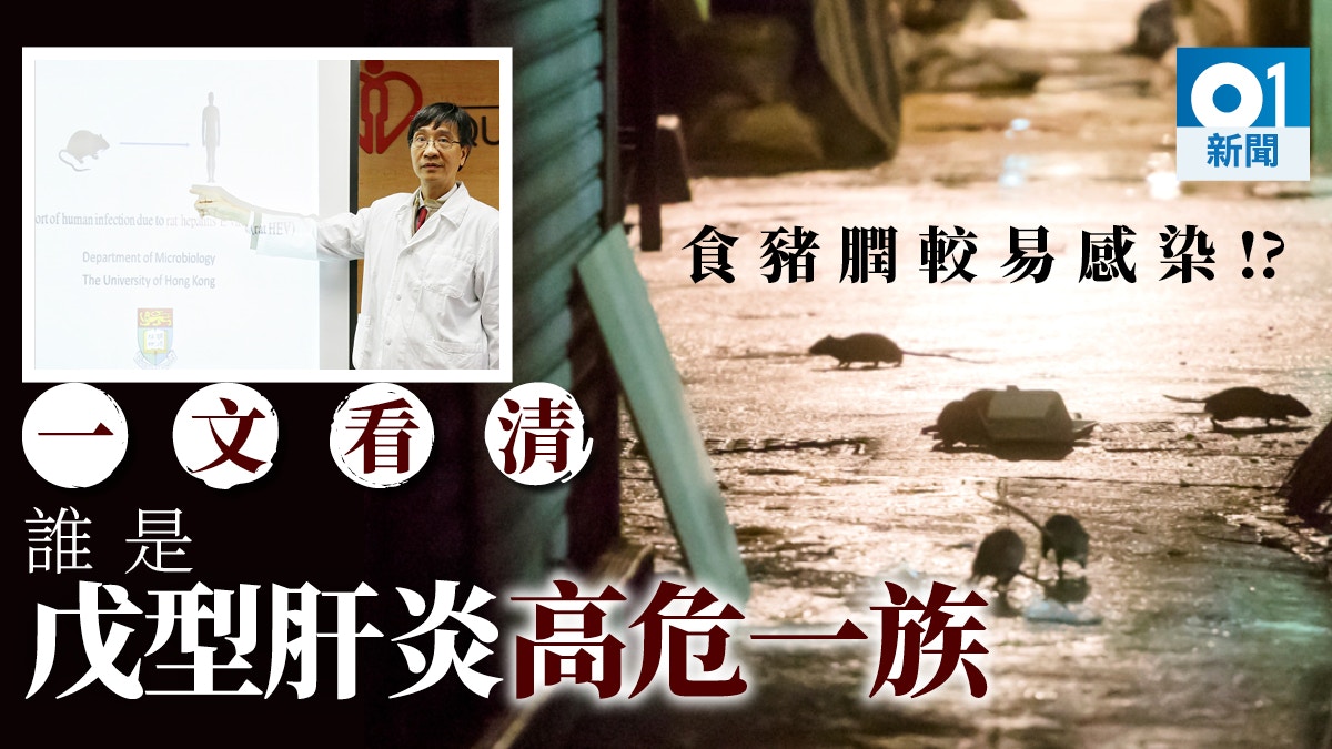 老鼠戊型肝炎傳人首例　免疫力低、愛吃豬膶者較易受感染？