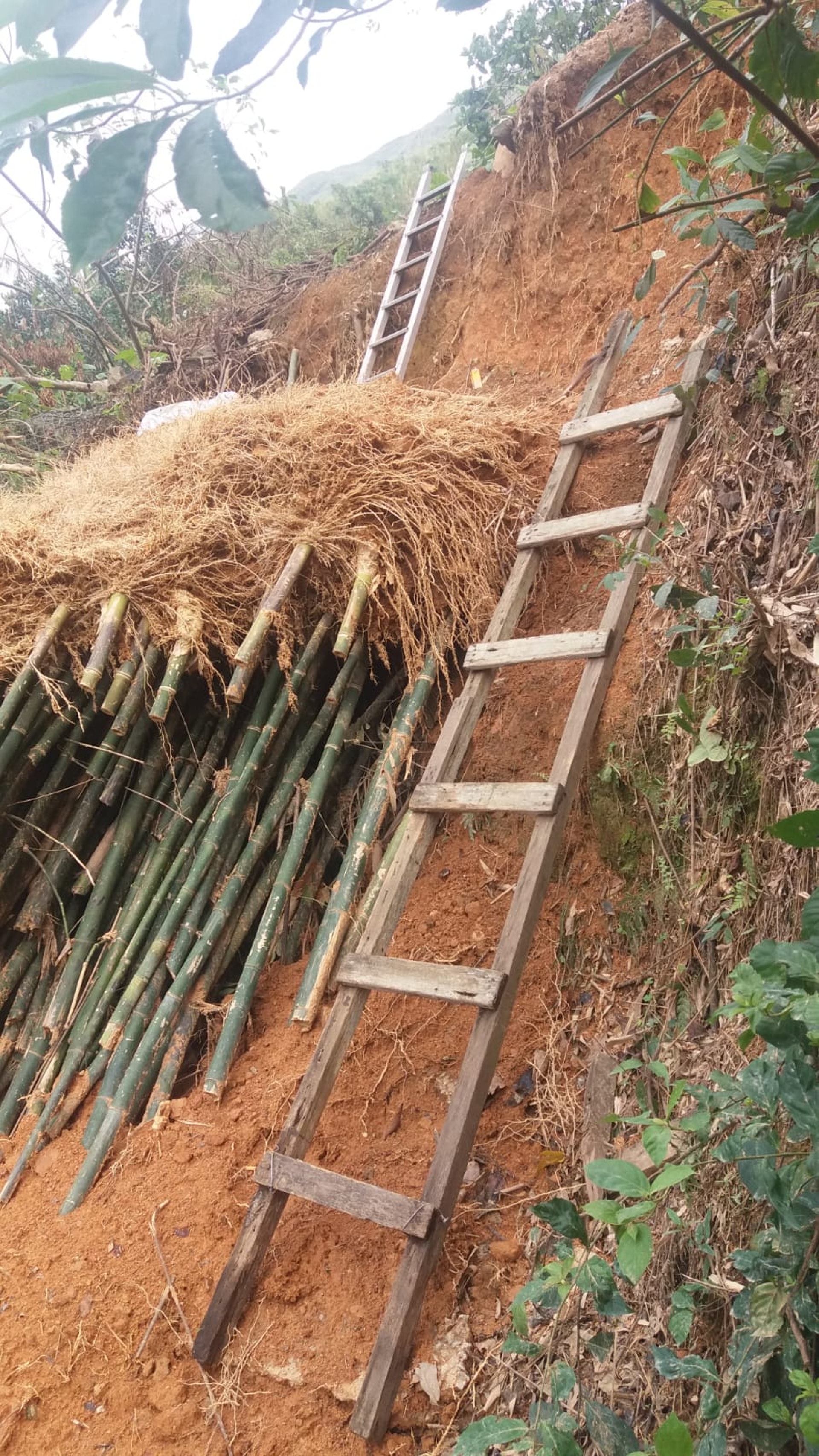 道路受阻後,陳伯為照顧狗狗須連續爬上兩條折疊梯。(受訪者提供) 道路受阻後,陳伯為照顧狗狗須連續爬上兩條折疊梯。(受訪者提供)