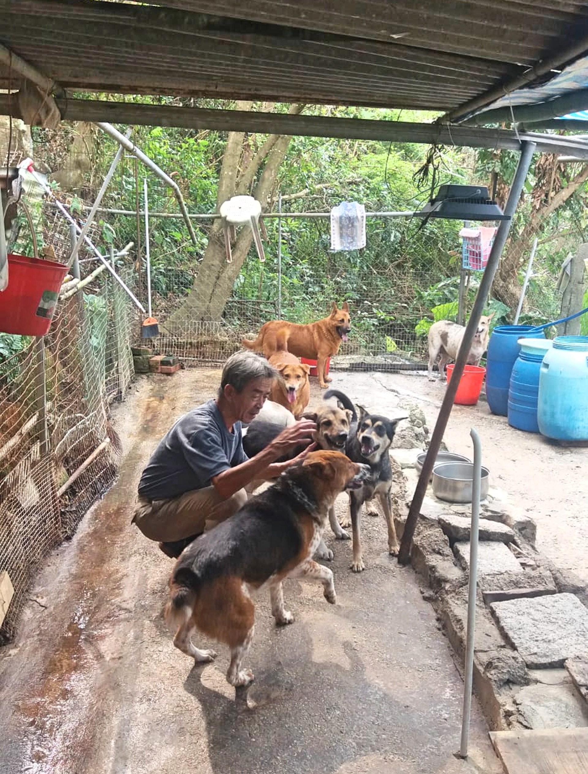 8年來，陳伯每天都會到訪狗場至少2次，並花費月入三分一為牠們添購糧食。（受訪者提供）