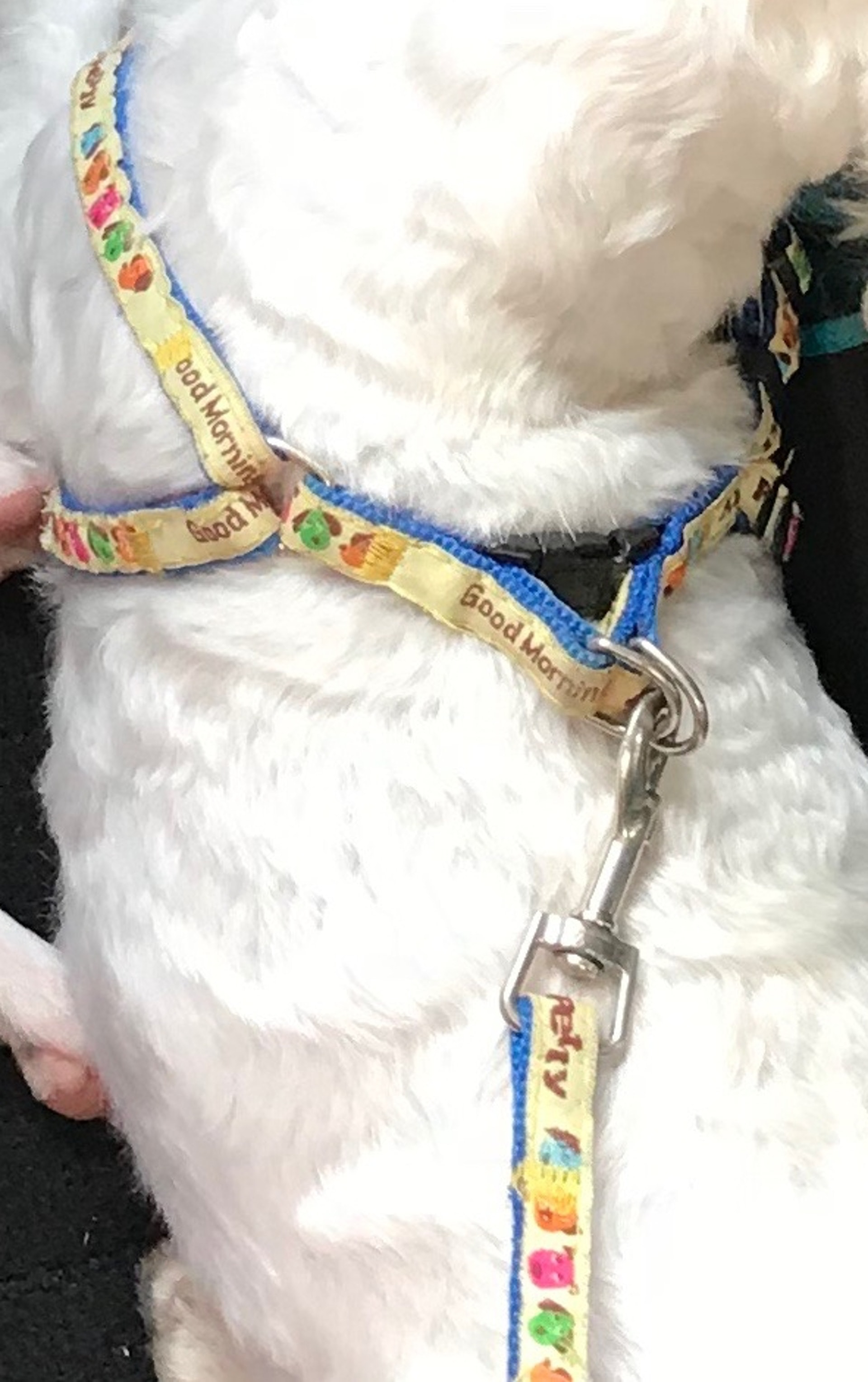 「鈴鈴」走失時所配戴的藍黃色頸帶。(圖中狗狗並非走失的「鈴鈴」)(受訪者提供) 「鈴鈴」走失時所配戴的藍黃色頸帶。(圖中狗狗並非走失的「鈴鈴」)(受訪者提供)