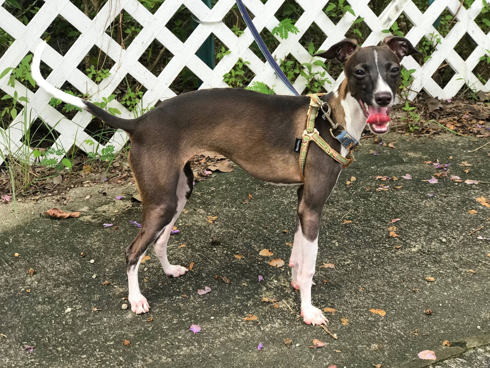 走失的意大利靈堤犬「鈴鈴」。(受訪者提供) 走失的意大利靈堤犬「鈴鈴」。(受訪者提供)