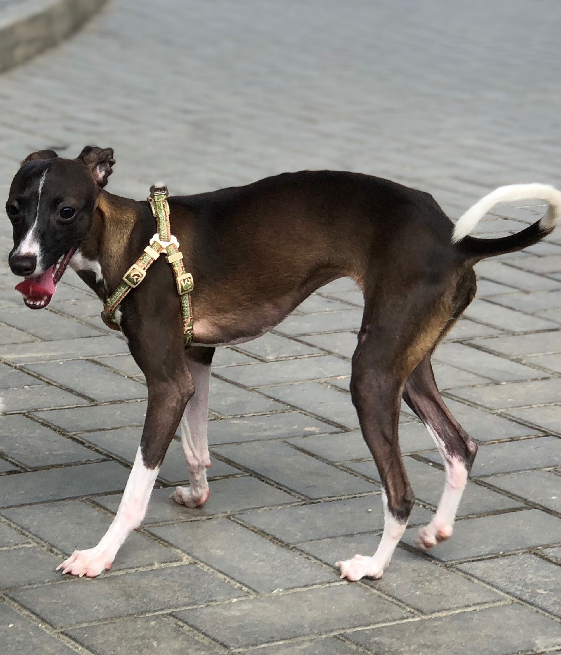 Annie前日於公園附近搜索十多小時,可惜仍未有「鈴鈴」消息。(受訪者提供) Annie前日於公園附近搜索十多小時,可惜仍未有「鈴鈴」消息。(受訪者提供)