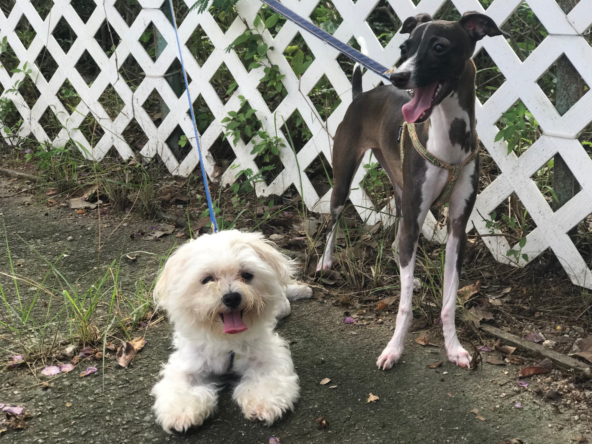 左為「毛毛」,右為「鈴鈴」。(受訪者提供) 左為「毛毛」,右為「鈴鈴」。(受訪者提供)