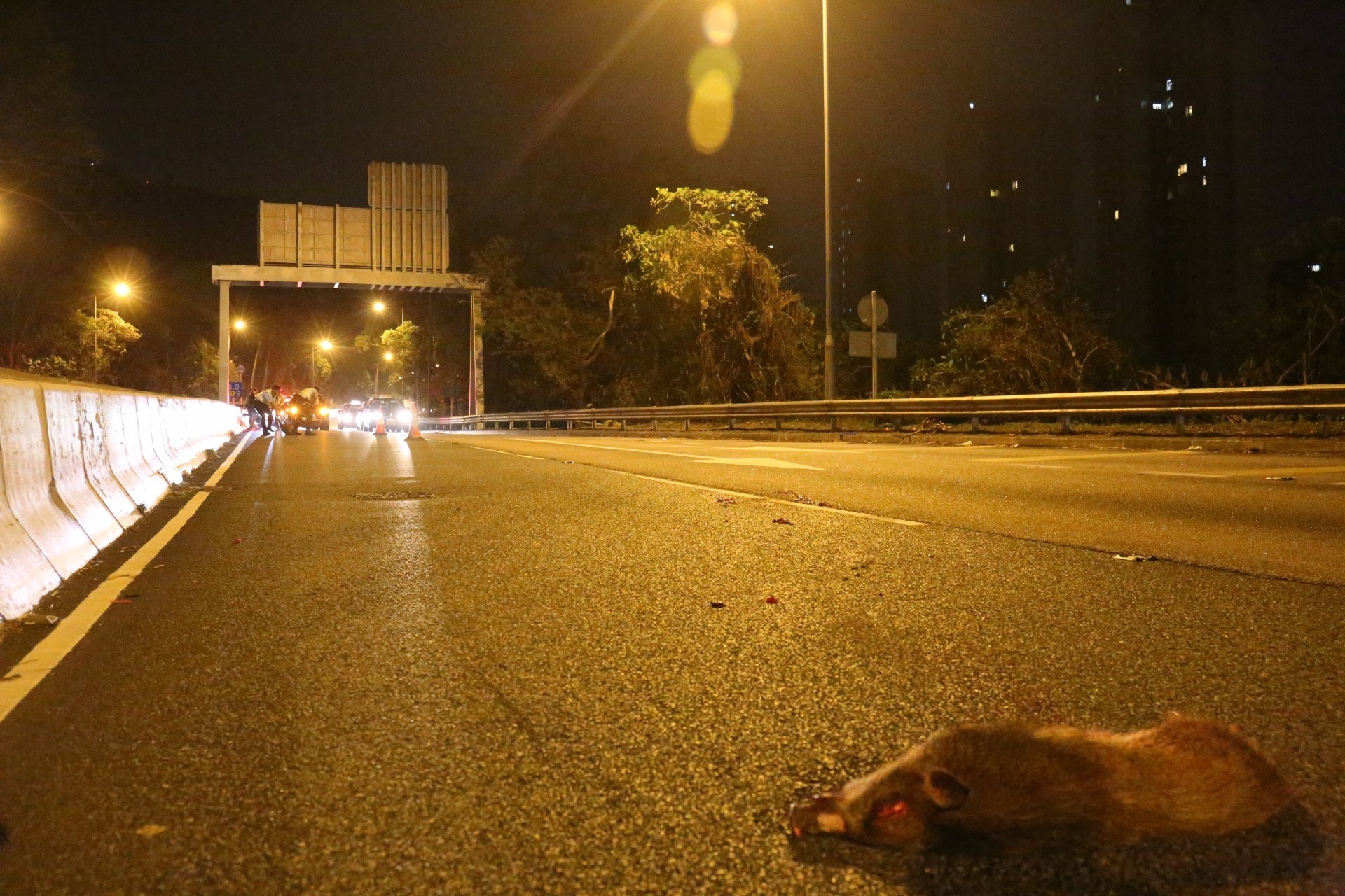 野豬被輾斃。(賴南秋攝) 野豬被輾斃。(賴南秋攝)