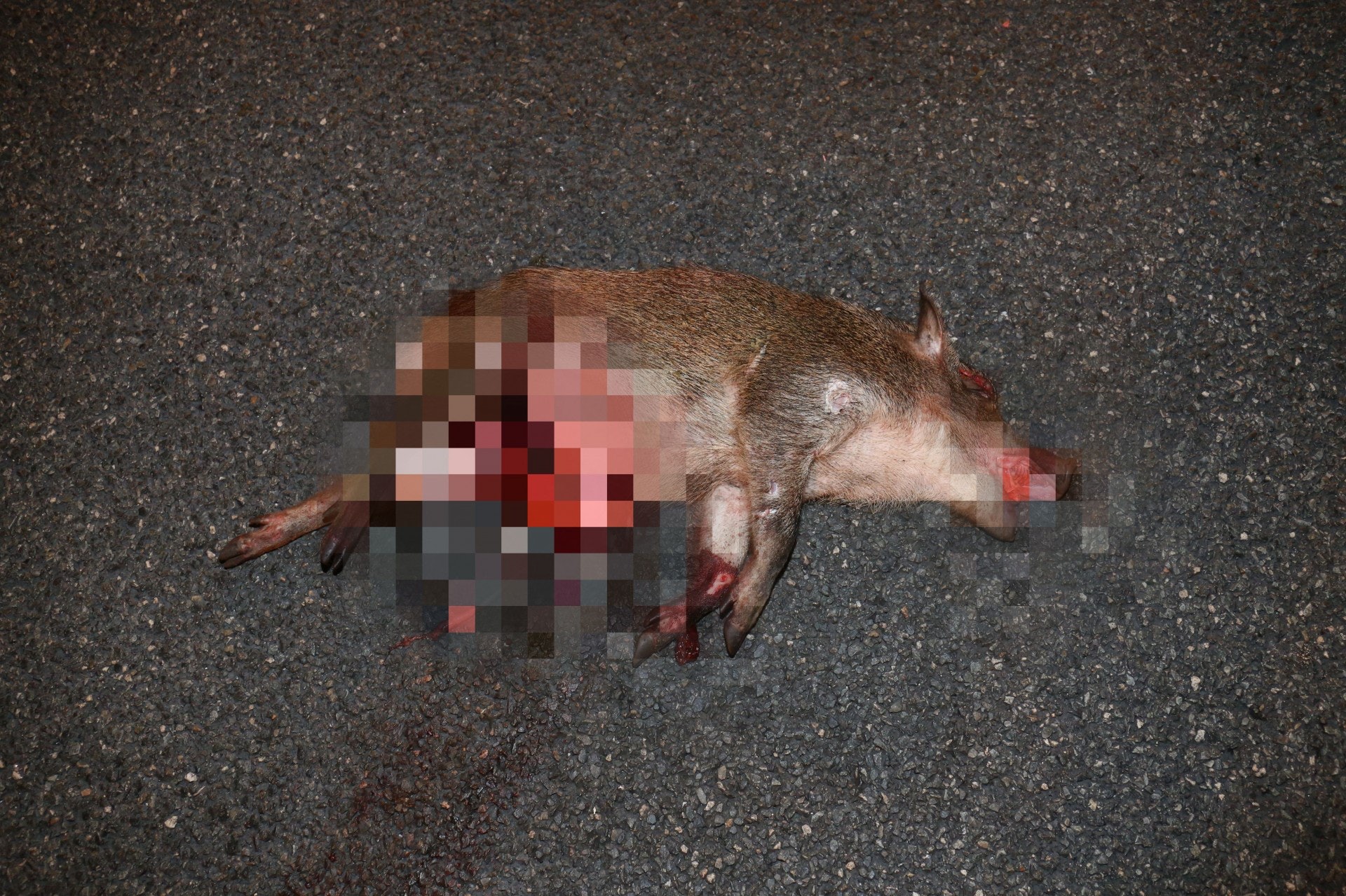 野豬肚皮破開。(賴南秋攝) 野豬肚皮破開。(賴南秋攝)