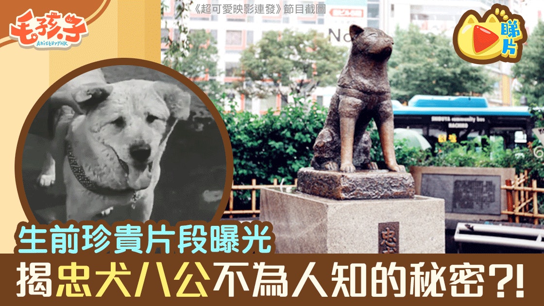 秋田犬八千 忠犬八公生前片段曝光揭不為人知的秘密 香港01 寵物 秋田犬八千 忠犬八公生前片段曝光揭不為人知的秘密 香港01 寵物