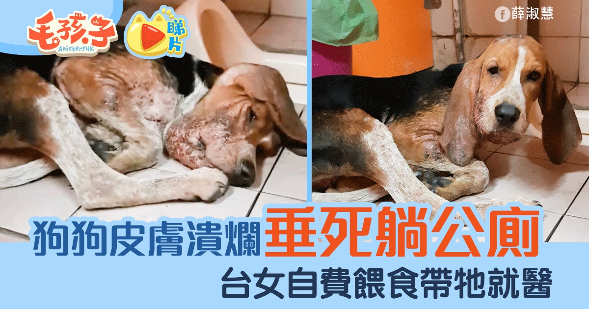 狗狗垂死躺公廁求救　台女見義勇為：不要把病狗狗當成怪物