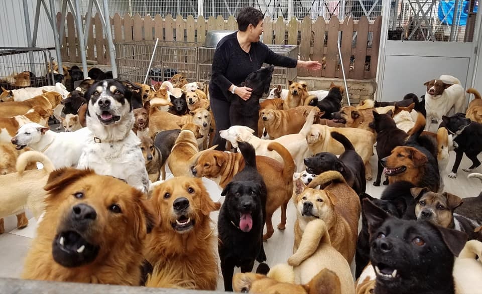 「香港流浪狗之家」於今周日(10月7日)將舉行開放日。(「香港流浪狗之家」提供) 「香港流浪狗之家」於今周日(10月7日)將舉行開放日。(「香港流浪狗之家」提供)