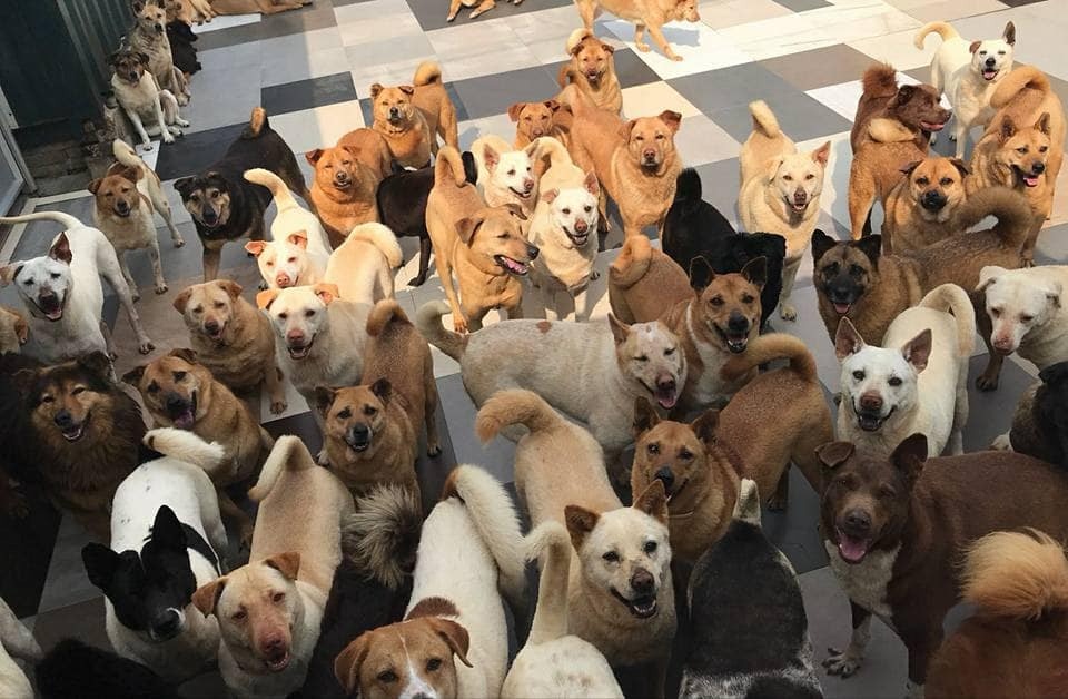 「香港流浪狗之家」稱遺棄狗隻數量有增無減。(「香港流浪狗之家」提供) 「香港流浪狗之家」稱遺棄狗隻數量有增無減。(「香港流浪狗之家」提供)