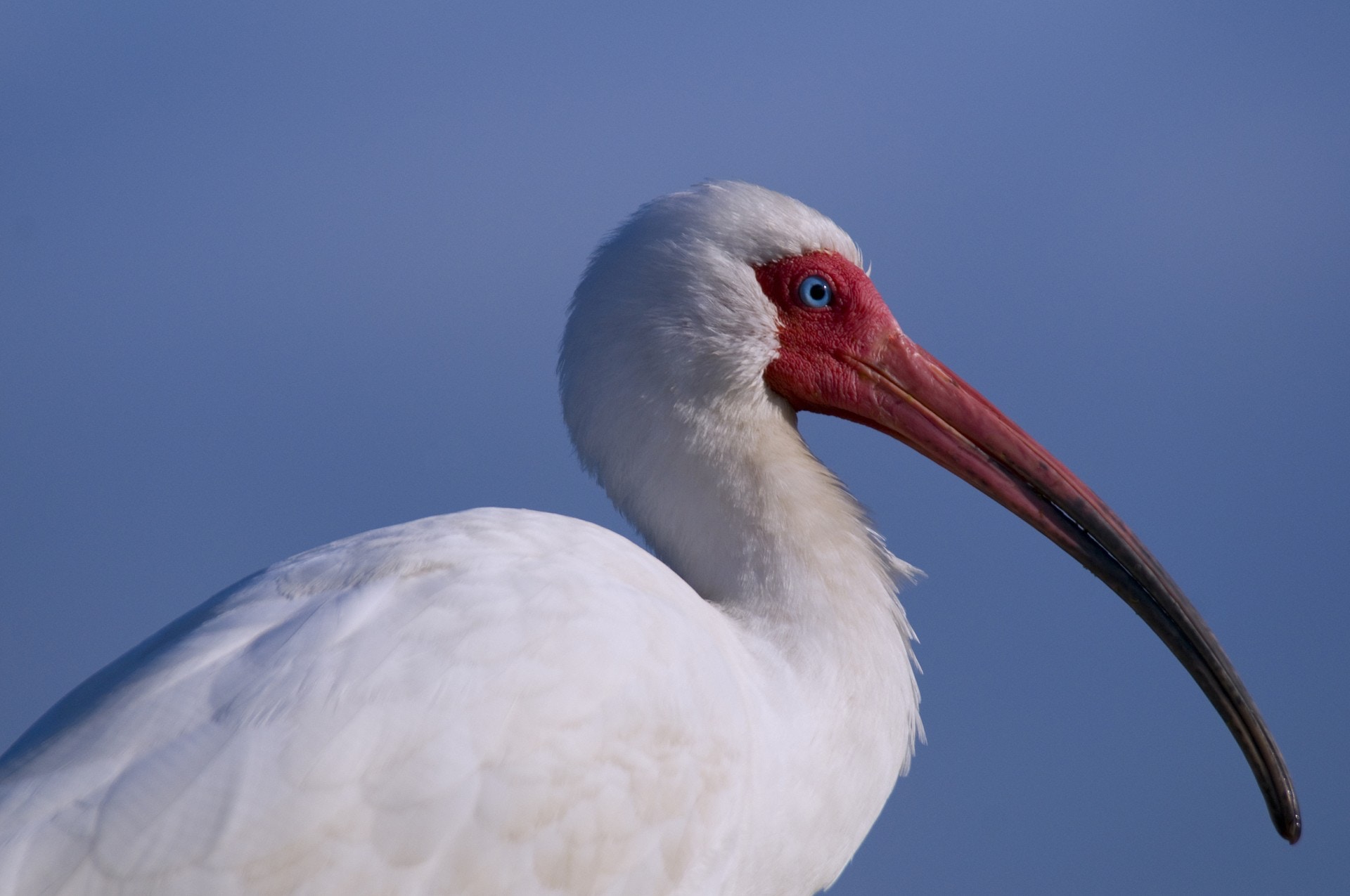 國寶外交 安倍訪華前中國贈朱鷺全球野外僅存1800隻 聖鳥 香港01 藝文中國