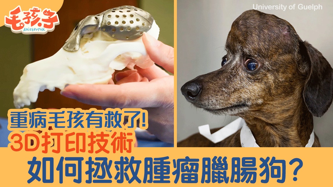 寵物新知 臘腸狗頭部腫瘤擴散需切除3d打印技術成 救命符 香港01 寵物