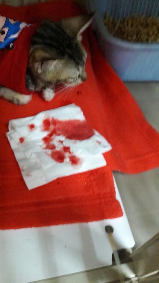 (相片由受訪者提供) (相片由受訪者提供)