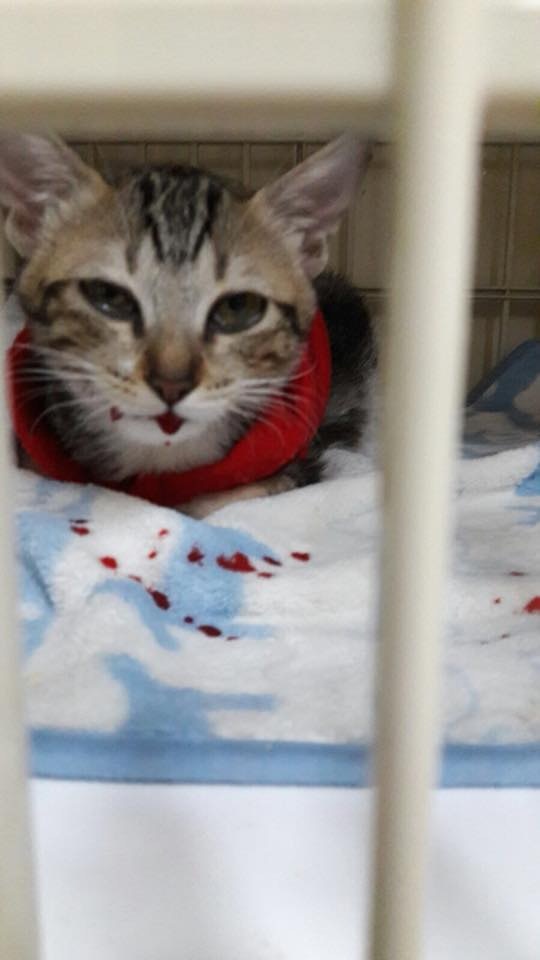 (相片由受訪者提供) (相片由受訪者提供)