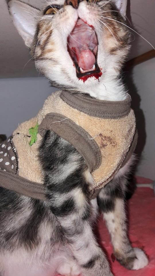 Beta換牙期間流血不止。 (相片由受訪者提供) Beta換牙期間流血不止。 (相片由受訪者提供)