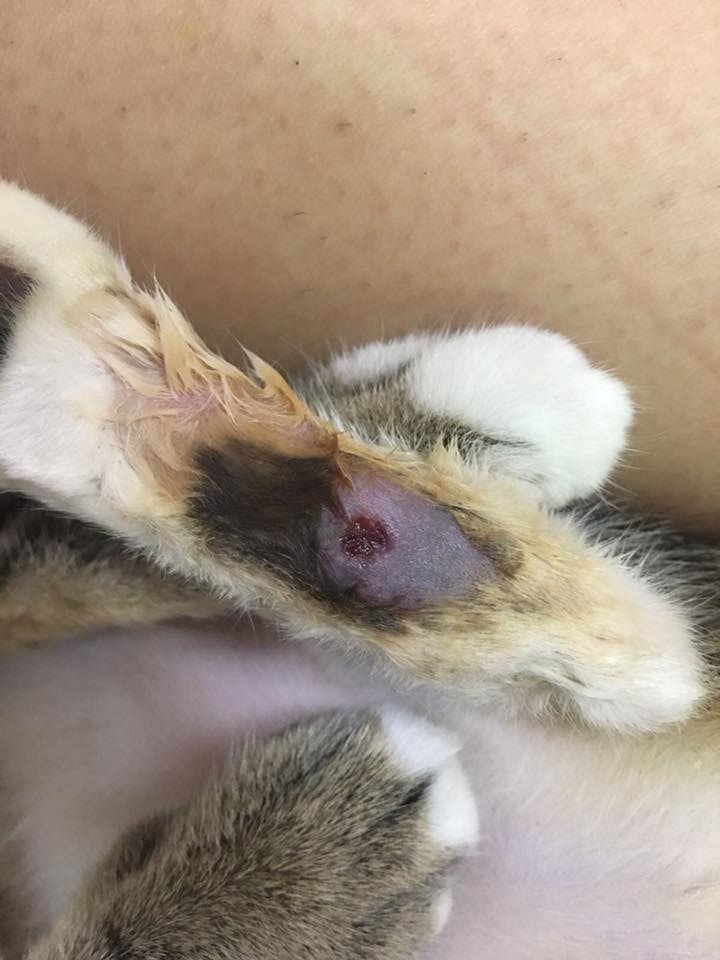 由於血友病的關係,Beta的傷口會一直無法痊合。(相片由受訪者提供) 由於血友病的關係,Beta的傷口會一直無法痊合。(相片由受訪者提供)