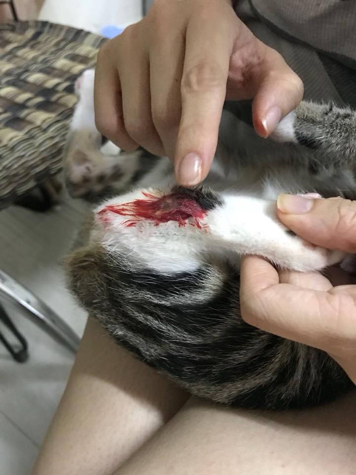 Beta的腳根出現血瘡。(相片由受訪者提供) Beta的腳根出現血瘡。(相片由受訪者提供)