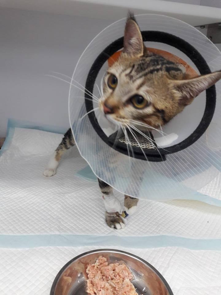 Beta平安絕育。(相片由受訪者提供) Beta平安絕育。(相片由受訪者提供)